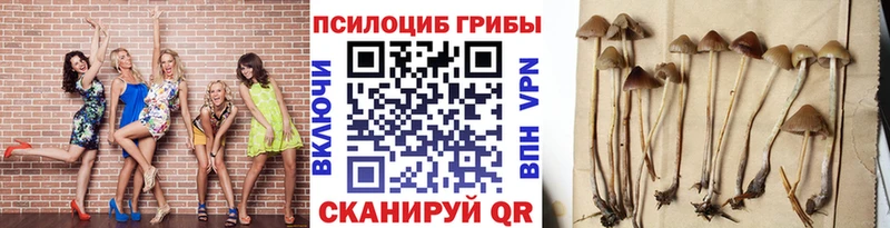где продают наркотики Зерноград блэк спрут ссылка нарко площадка формула Галлюциногенные грибы Cubensis